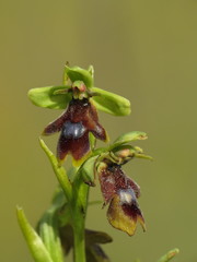 Ophrys insectifera aymoninii