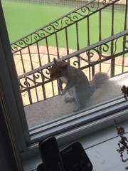 Sciurus carolinensis