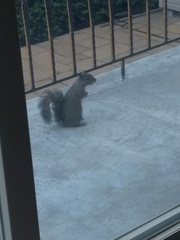 Sciurus carolinensis