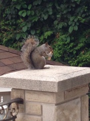 Sciurus carolinensis