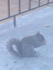 Sciurus carolinensis