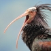 Northern Bald Ibis - Photo (c) nfeddu, some rights reserved (CC BY-NC), uploaded by nfeddu