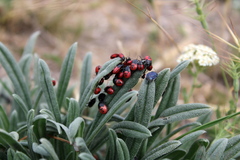 Canthophorus melanopterus