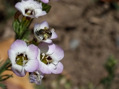 Halictus tripartitus