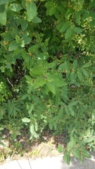 Abiinae