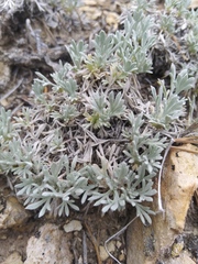 Artemisia capitata