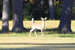 Odocoileus virginianus texanus