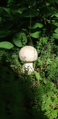 Amanita strobiliformis