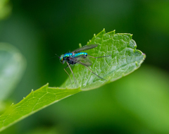 Condylostylus comatus