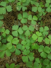 Waldsteinia
