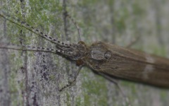 Athripsodes cinereus