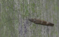 Athripsodes cinereus