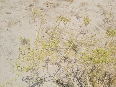 Haplophyllum tuberculatum