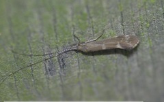 Athripsodes cinereus