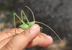 Acrometopa macropoda