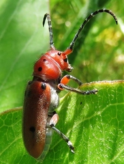 Tetraopes texanus
