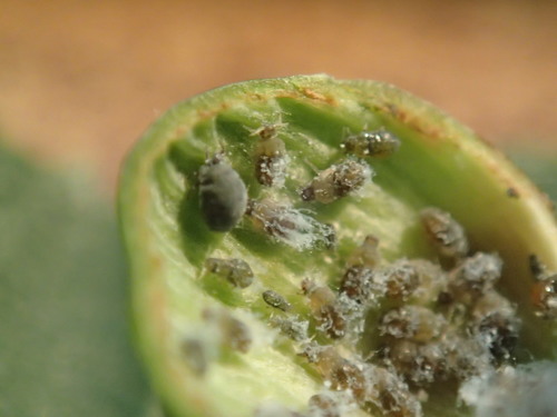 Elm Sack Gall Aphid