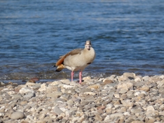 Alopochen aegyptiaca