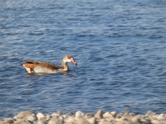 Alopochen aegyptiaca