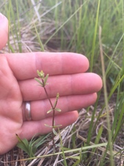 Galium labradoricum