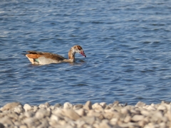 Alopochen aegyptiaca