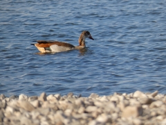 Alopochen aegyptiaca