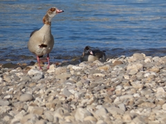 Alopochen aegyptiaca