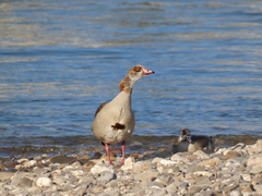 Alopochen aegyptiaca