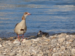 Alopochen aegyptiaca