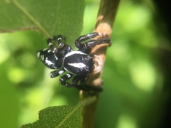 Phiale guttata