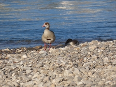 Alopochen aegyptiaca