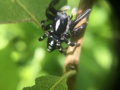 Phiale guttata