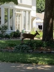Odocoileus virginianus macrourus