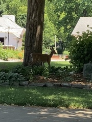 Odocoileus virginianus macrourus
