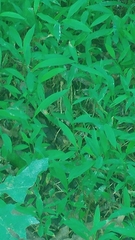 Lithobates kauffeldi