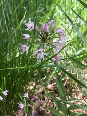 Allium bisceptrum