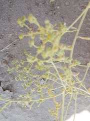 Haplophyllum tuberculatum