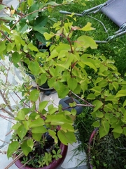 Prunus armeniaca