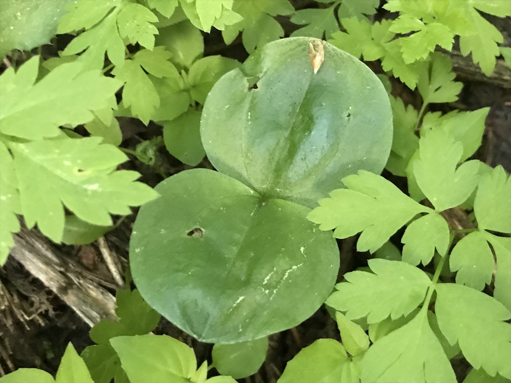 Broad-lipped Twayblade in June 2020 by christian_nunes · iNaturalist