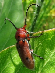 Tetraopes texanus