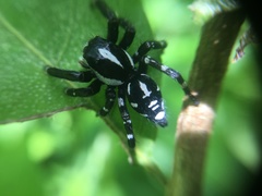 Phiale guttata