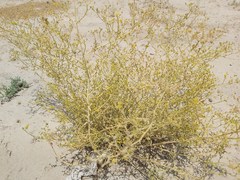 Haplophyllum tuberculatum