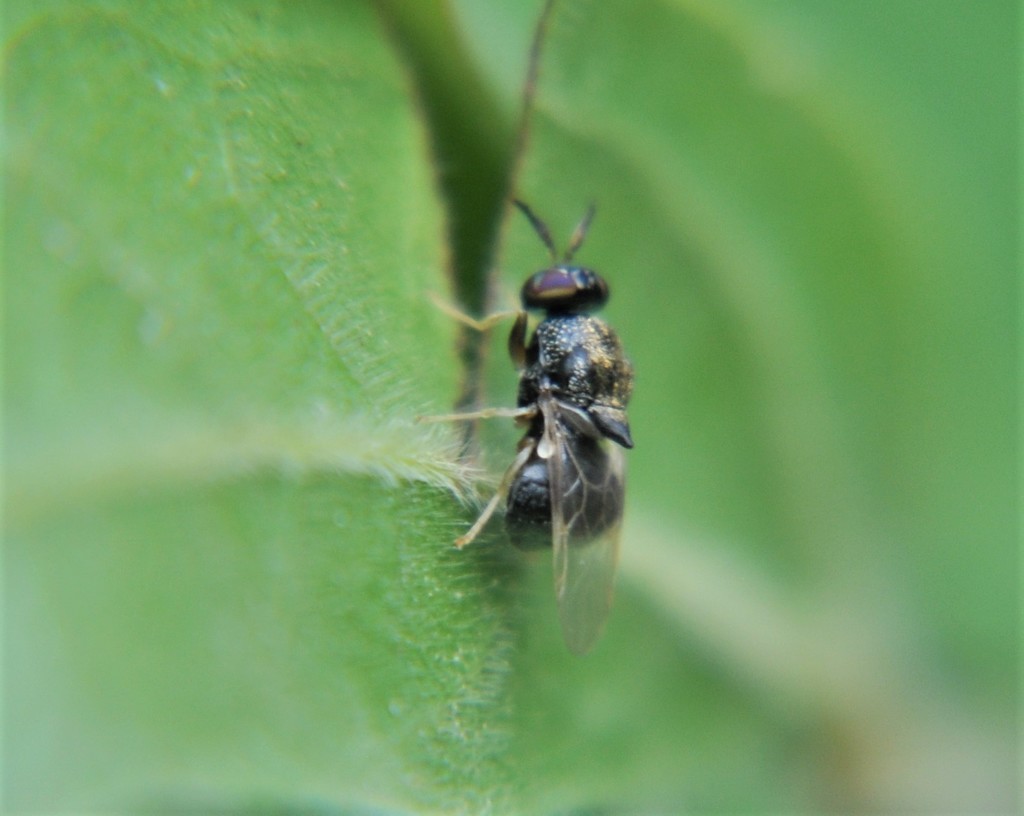 Cynipimorpha