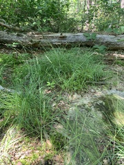 Piptochaetium avenaceum