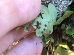 Polypodium saximontanum