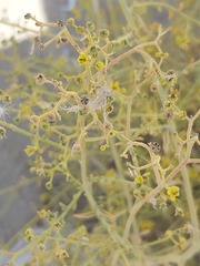 Haplophyllum tuberculatum