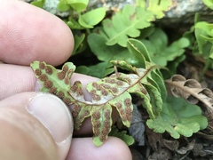 Polypodium saximontanum