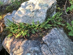 Polypodium saximontanum