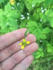 Geum urbanum
