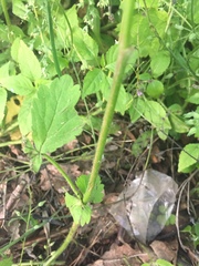 Geum urbanum